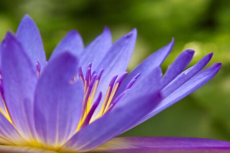 Close up purple water lily on a pond.の写真素材
