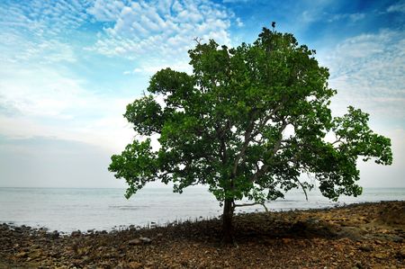A Mangrove Tree at beach of  Tanjung Tuan or Cape Rachado, Malacca, Malaysia.の写真素材