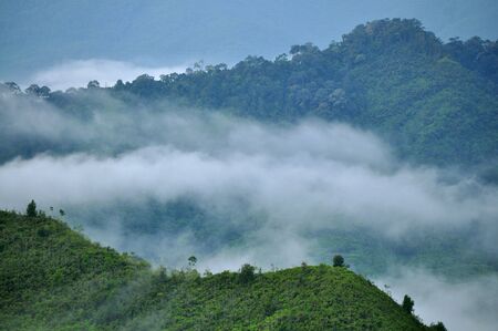 Summit view of green forest in misty morning.の写真素材