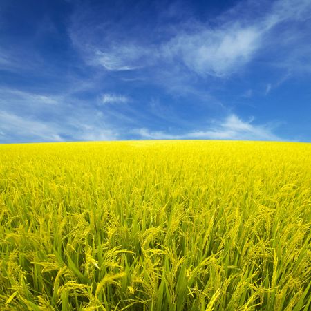 Golden paddy rice field ready for harvest.の写真素材