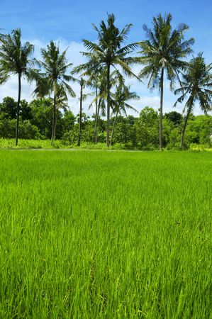 Rice field at Bali, Indonesia. Coconut tree as background.の写真素材
