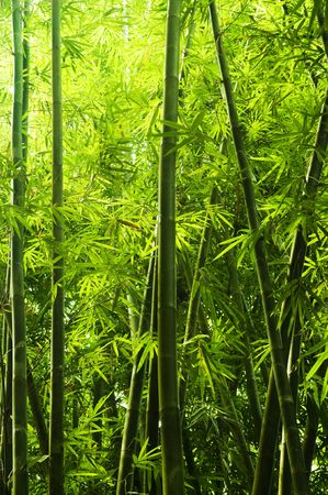 Asian Bamboo forest with morning sunlight.の写真素材