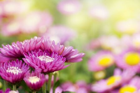 Chrysanthemum field in a morning, shallow depth of field.の写真素材