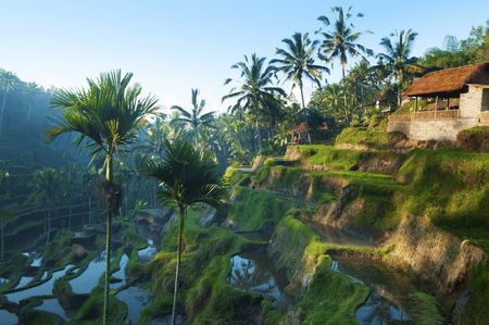 Terrace rice fields in morning sunrise, Bali, Indonesia.の写真素材