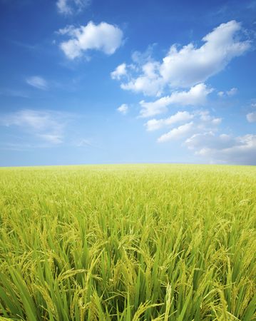 Golden paddy rice field ready for harvest.の写真素材