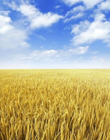 Golden paddy rice field ready for harvest.の写真素材