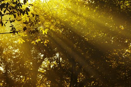 Autumn golden morning sunbeam in forest.