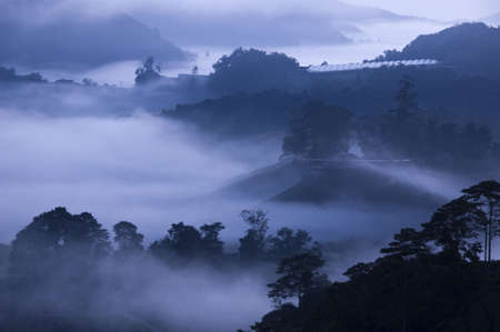 Tea Plantations at Cameron Highlands Malaysia. Sunrise in early morning with fog.の写真素材