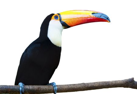 A beautiful portrait of a toucan against a white background.の写真素材