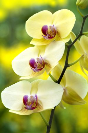 Close up Yellow Moth Orchid on branch.の写真素材