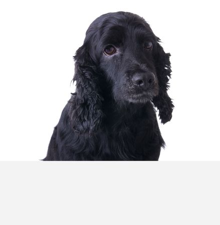 Sad Cocker Spaniel Dog above white banner. Add your text underneath.の写真素材