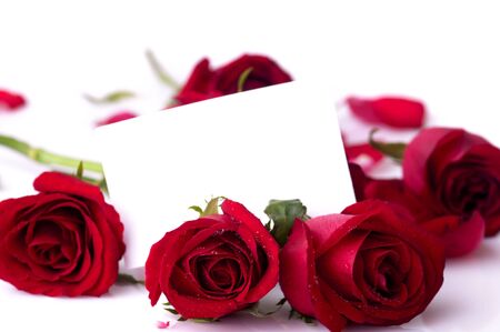 Red rose with petals and blank card for text の写真素材