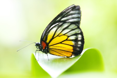 Close-up ER prioneris philonome themana (red spot sawtooth)on green leafの写真素材