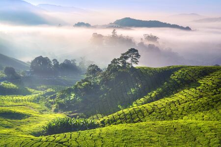 Tea Plantations at Cameron Highlands Malaysia. Sunrise in early morning with fog.の写真素材