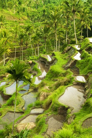 Terrace rice fields in morning sunrise, Bali, Indonesiaの写真素材