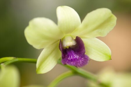 Close up on orchid flowerの写真素材
