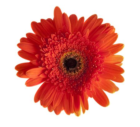 Orange gerbera flower isolated on white backgroundの写真素材