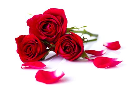 Image of roses and petals on white background.の写真素材