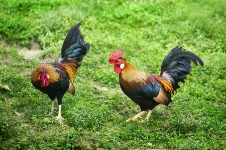Two free range chickens on a farmの写真素材
