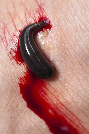 Leech sucking blood from a leg in tropical rainforest, Malaysia, Asia.の写真素材