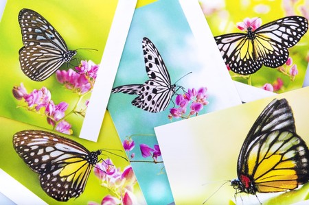 Stack of butterfly postcard, All image belongs to me.の写真素材
