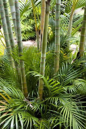 Landscape of tropical bamboo plant in gardenの写真素材