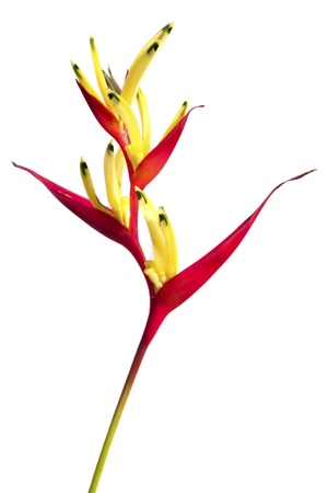 A Bird of Paradise flower isolated on a white background.の写真素材