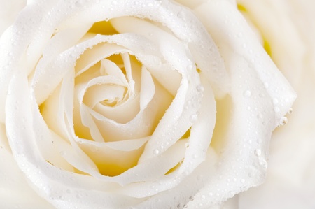 Close up of white rose with dewの写真素材