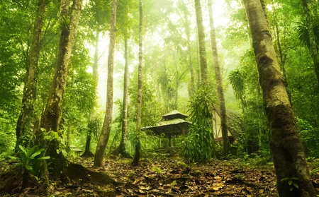 Green forest and huts in a misty morning, Malaysia.の写真素材
