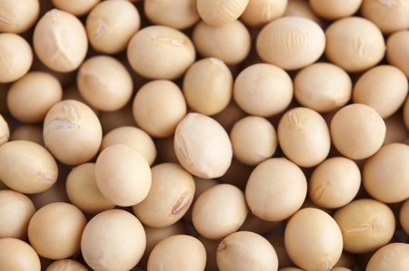 Organic soybeans background, non-genetic modified.の写真素材