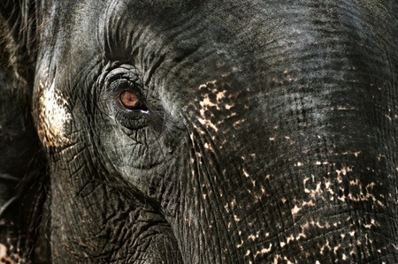Closeup of the tearing eye of an Asian elephant.の写真素材