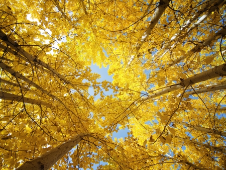 Upward view of Fall Aspen Treesの写真素材