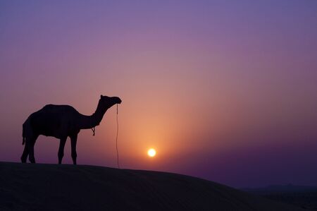 Desert landscape with camel at sunsetの写真素材