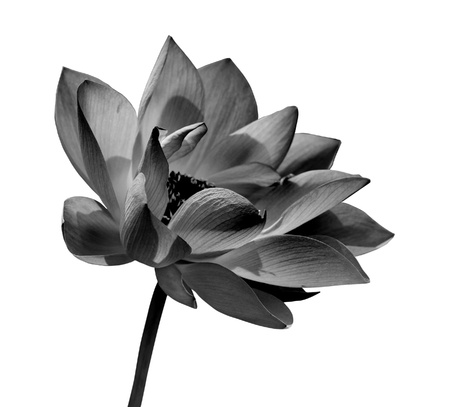 Black and white lotus on white backgroundの写真素材