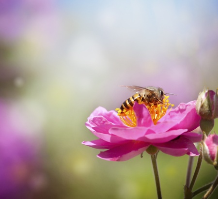 Close up bee collecting honey on pink flower