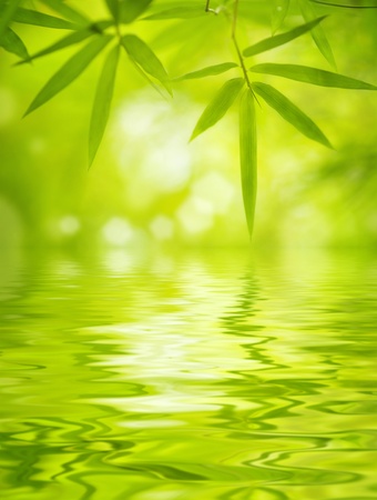 Close up bamboo leaves with water reflection, soft focusの写真素材