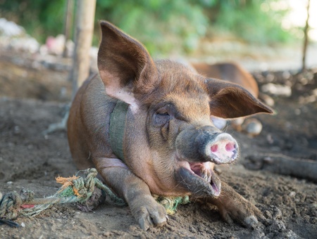 Lazy pig yawning in the mudの写真素材