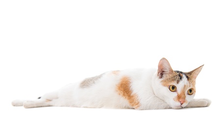 Portrait Malaysian sad short haired cat sitting on white backgroundの写真素材