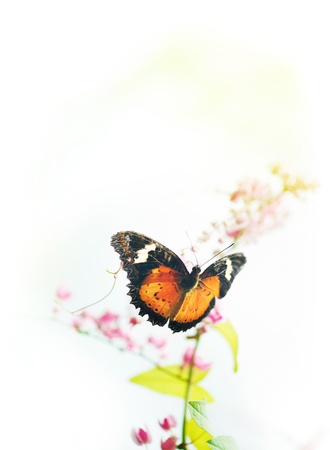 Butterfly on flower with copy space on top.の写真素材