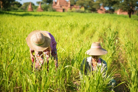 Traditional Asian farmers working in corn fieldの写真素材