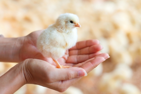 Female hands holding a chick in chicken farm.の写真素材