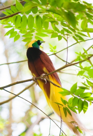 Bird of paradise in the jungle. One Of the most exotic birds in Papua New Guinea.の写真素材