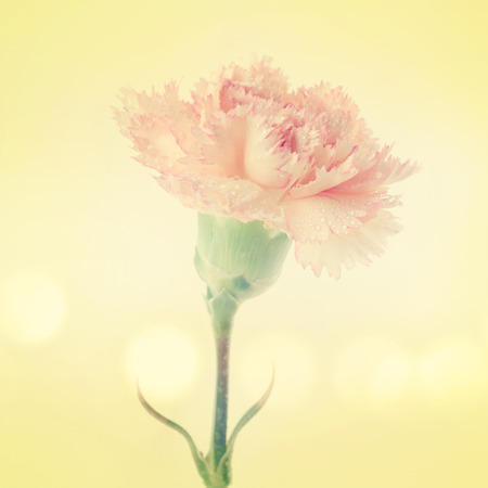 Close up pink carnation flower on vintage tone.の写真素材