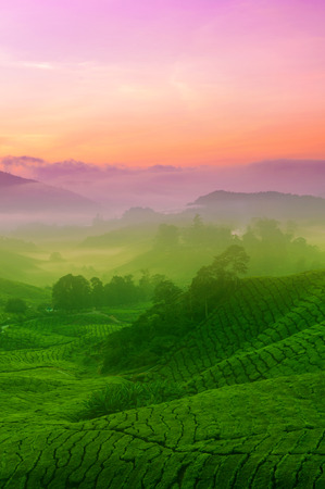 Landscape view of tea plantation in sunrise. Beautiful tea field Cameron Highlands in Malaysia.の写真素材