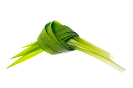 Fresh Pandan leaves isolated on white background.の写真素材