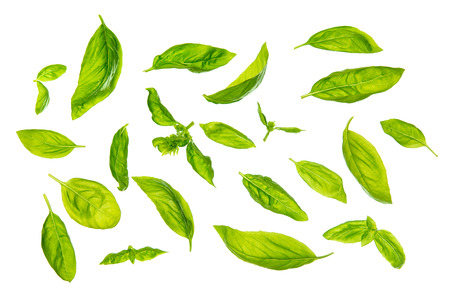Overhead view scattered fresh sweet basil leaves, isolated on white background.の写真素材
