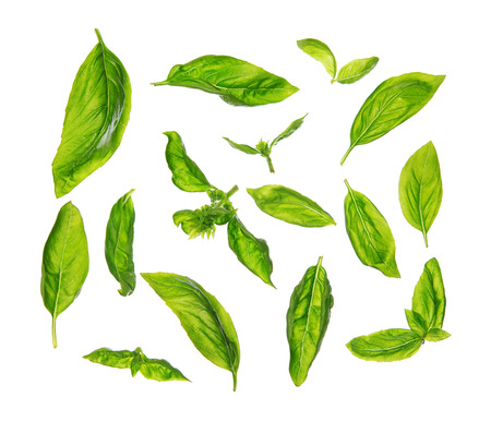 Top view scattered fresh sweet basil leaves, isolated on white background.の写真素材