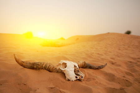 Animal skull in the desertの写真素材