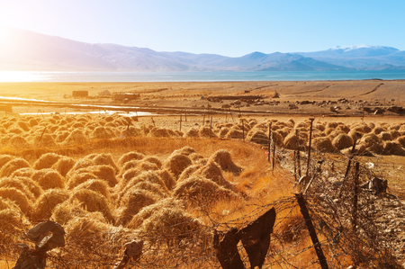 Old traditional hay stacks, rural scene in autumn at Tsomoriri lake, Ladakh, northern India.の写真素材