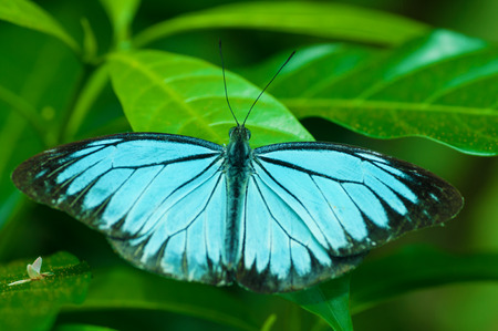 Blue Morpho, Morpho peleides, big butterfly sitting on green leaves, beautiful insect in the nature habitat.の写真素材
